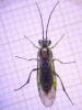 Euura scutellata